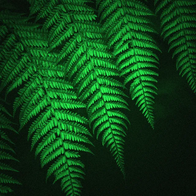 Night Vision processed image preview