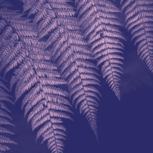 Infrared processed image preview